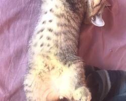Chatonne British Shorthair black golden spotted tabby Pam 1