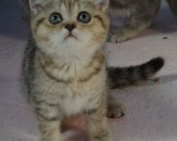 Chatonne British Shorthair black golden spotted tabby Pam 4