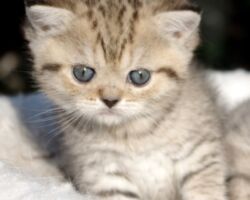 Chatonne British Shorthair black golden spotted tabby Pam 1