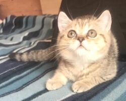 Chatonne British Shorthair black golden spotted tabby Pam 1