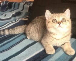 Chatonne British Shorthair black golden spotted tabby Pam 1