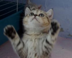 Chatonne British Shorthair black golden spotted tabby Pam 6