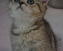 Chatonne British Shorthair black golden spotted tabby Pam 7