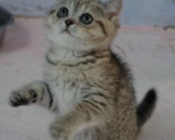 Chatonne British Shorthair black golden spotted tabby Pam 11