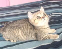 Chatonne British Shorthair black golden spotted tabby Pam 1