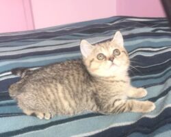 Chatonne British Shorthair black golden spotted tabby Pam 1
