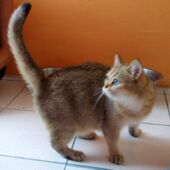 Yucca golden tabby Chatte British Shorthair