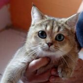 Yucca Yoanna golden tabby British Shorthair