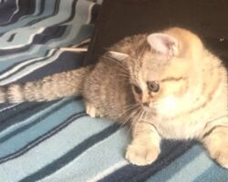 Chatonne British Shorthair black golden spotted tabby Pam 1