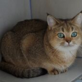 Chatte golden tabby British Shorthair