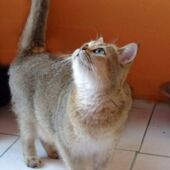 Chat golden black tabby ticked British Shorthair