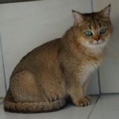 British Shorthair black golden ticked tabby