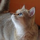 British Shorthair golden black tabby Yucca Yoanna