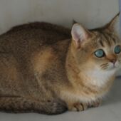 British Shorthair golden black tabby Yucca Yoanna