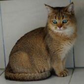 British Shorthair golden tabby Yucca Yoanna