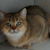 Chatte golden tabby British Shorthair Yucca