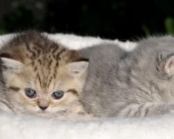 chatons Chatonne British Shorthair black golden spotted tabby Pam 1