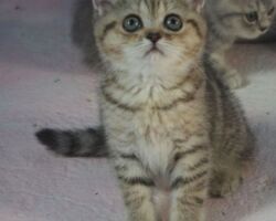 Chatonne British Shorthair black golden spotted tabby Pam 1