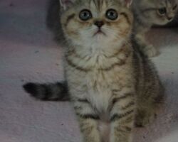 Chatonne British Shorthair black golden spotted tabby Pam4