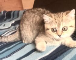 Chatonne British Shorthair black golden spotted tabby Pam 1