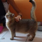 British Shorthair black golden tabby Yucca Yoanna