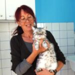 british shorthair black silver spotted tabby