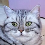 british shorthair black silver spotted tabby