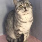 british shorthair black silver spotted tabby