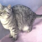 british shorthair black silver spotted tabby