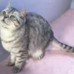 british shorthair black silver spotted tabby