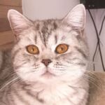 Ophelie british shorthair chocolate silver spotted tabby