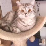 Ophelie british shorthair chocolate silver spotted tabby