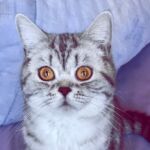Ophelie british shorthair chocolate silver spotted tabby