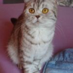 Ophelie british shorthair chocolate silver spotted tabby