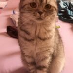 Ophelie british shorthair chocolate silver spotted tabby