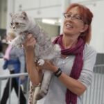 exposition Ophelie british shorthair chocolate silver spotted tabby