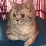 Ophelie british shorthair chocolate silver spotted tabby