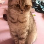 Ophelie british shorthair chocolate silver spotted tabby