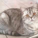 Ophelie british shorthair chocolate silver spotted tabby