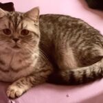 Ophelie british shorthair chocolate silver spotted tabby
