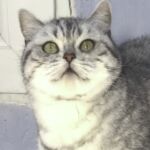 british shorthair black silver spotted tabby