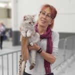 Ophelie british shorthair chocolate silver spotted tabby en exposition féline