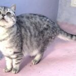 british shorthair black silver spotted tabby