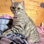 british shorthair black silver spotted tabby