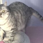 british shorthair black silver spotted tabby