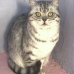 british shorthair black silver spotted tabby