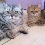 british shorthair black silver spotted tabby