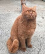 British shorthair cinnamon maman Xandra
