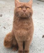 British shorthair cinnamon chatte Loof