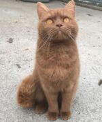British shorthair cinnamon yeux oranges